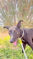 PERLA Imagen 1